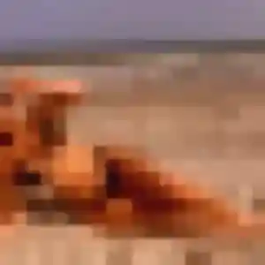 Profil de Zina à Basse-Terre (31 ans) - rencontre libertine gratuit