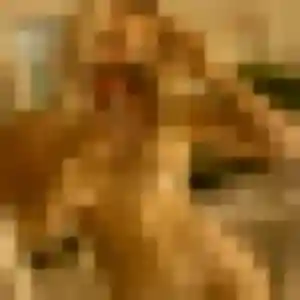 Giulia, 29 ans, connectée à Piolenc pour un rencontre libertine